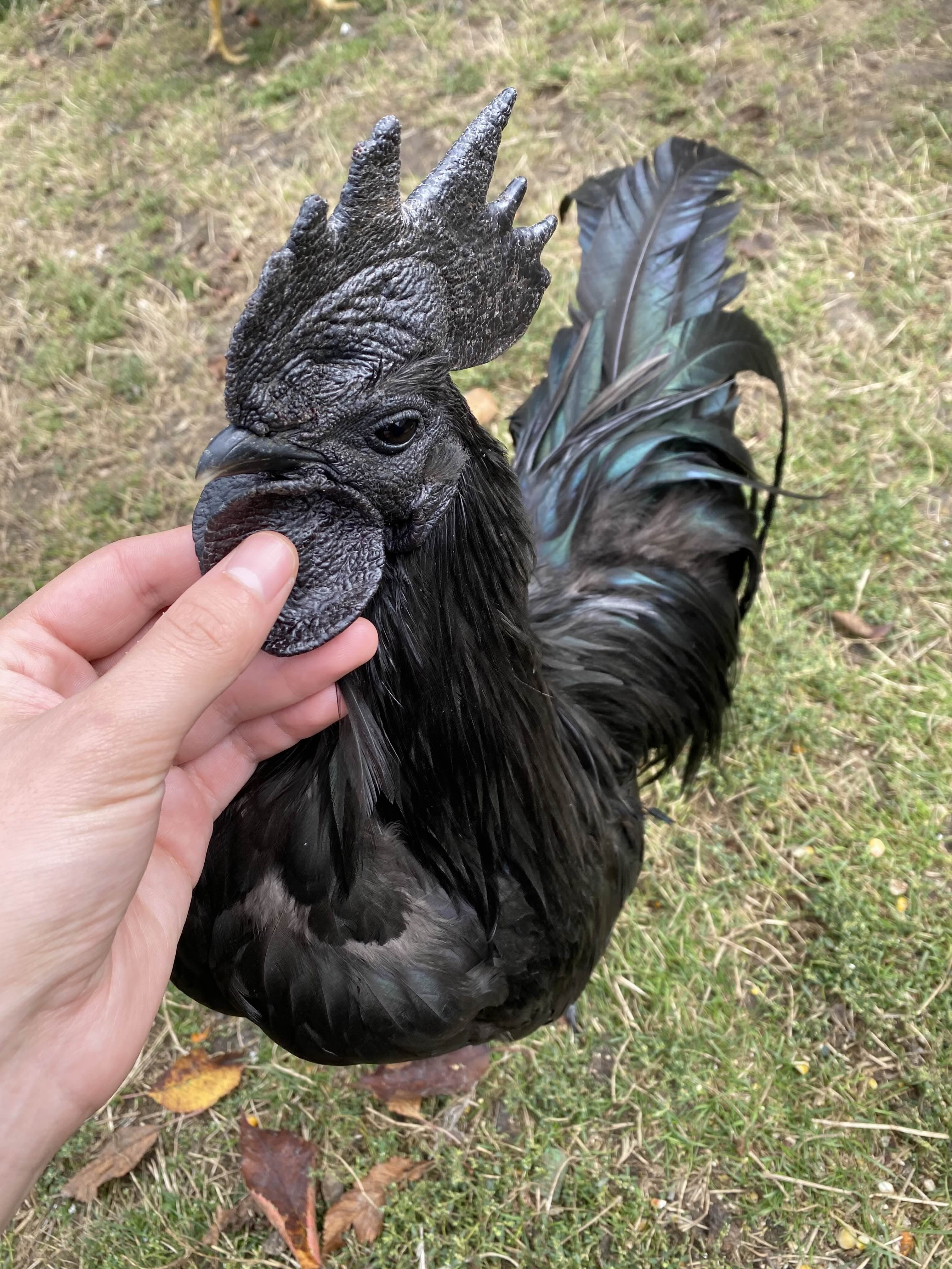 cocos ayam cemani